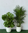 Combo of Kentia and Fiddle