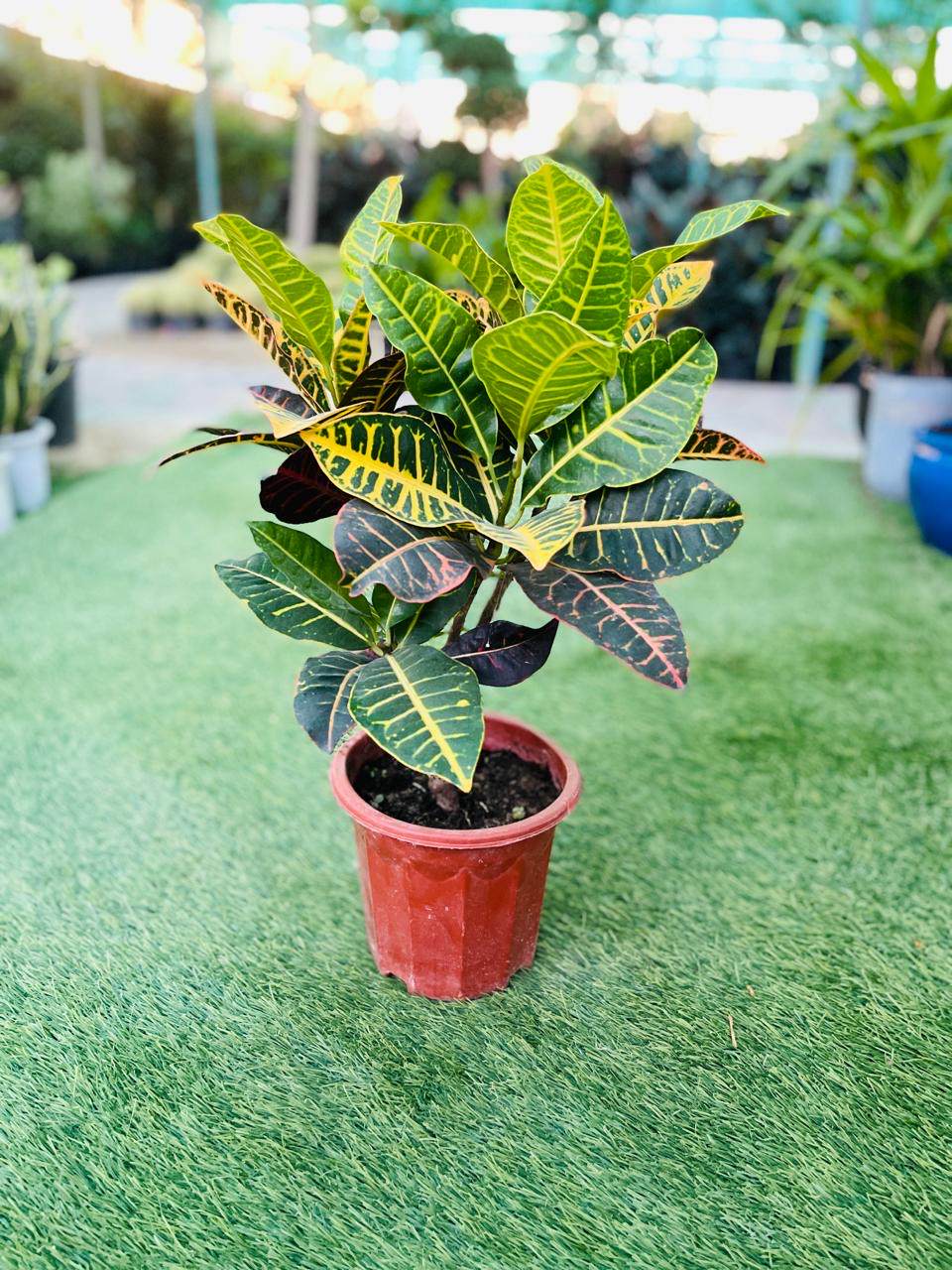 Croton plant in red nursery pot with green, yellow, and red variegated leaves