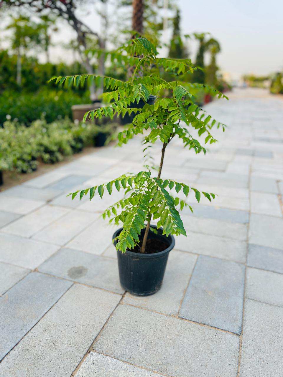 Potted curry leaves plant with green compound leaves