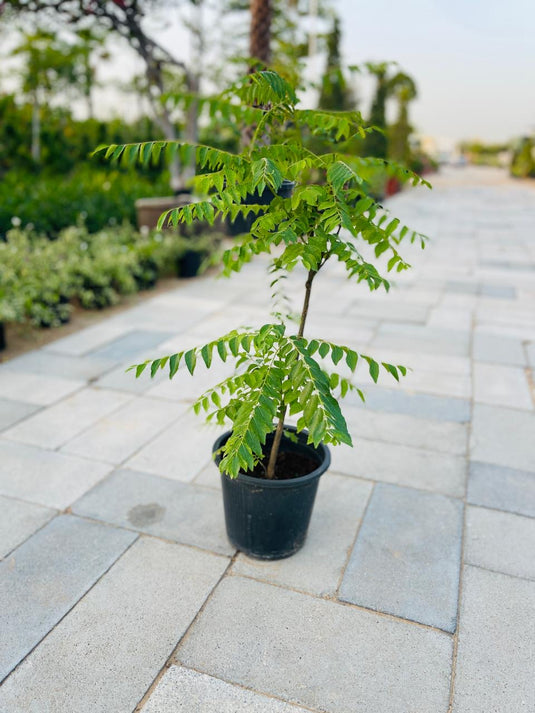 Curry Leaves