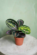 Calathea medallion in small terracotta pot with dark green, pink, and cream striped leaves