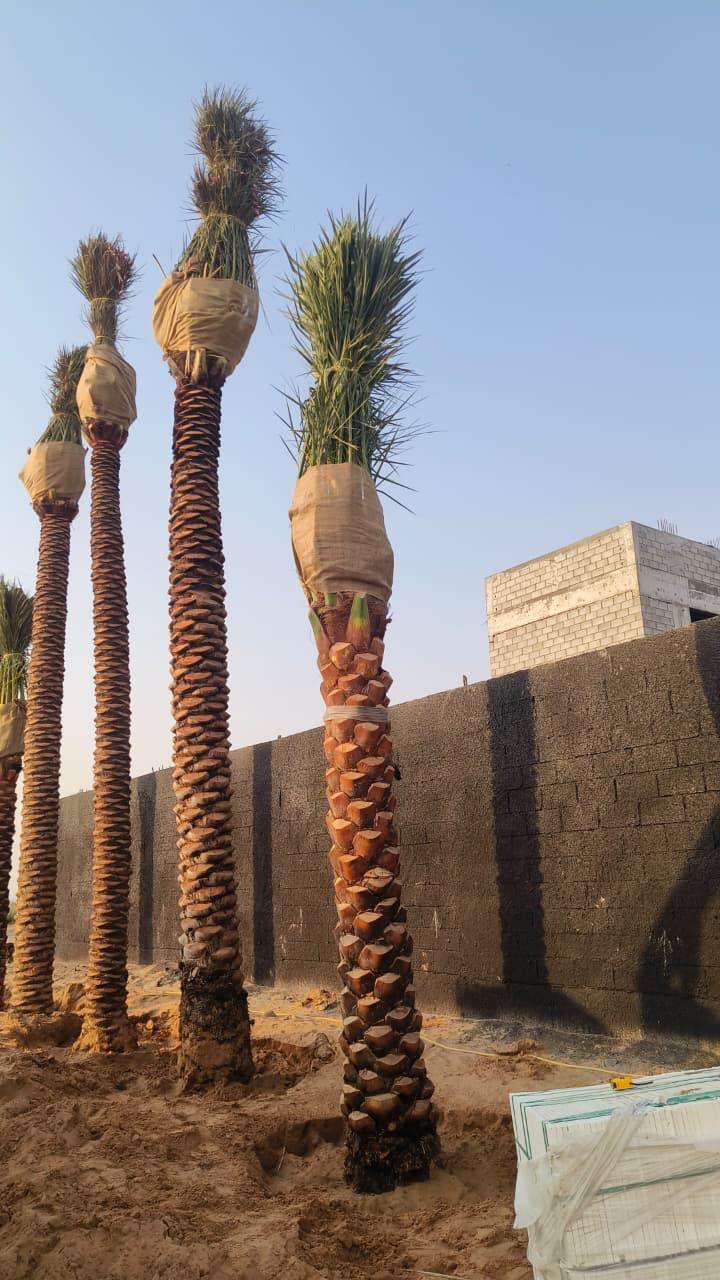Tall date palm saplings with bundled fronds and burlap-wrapped stems