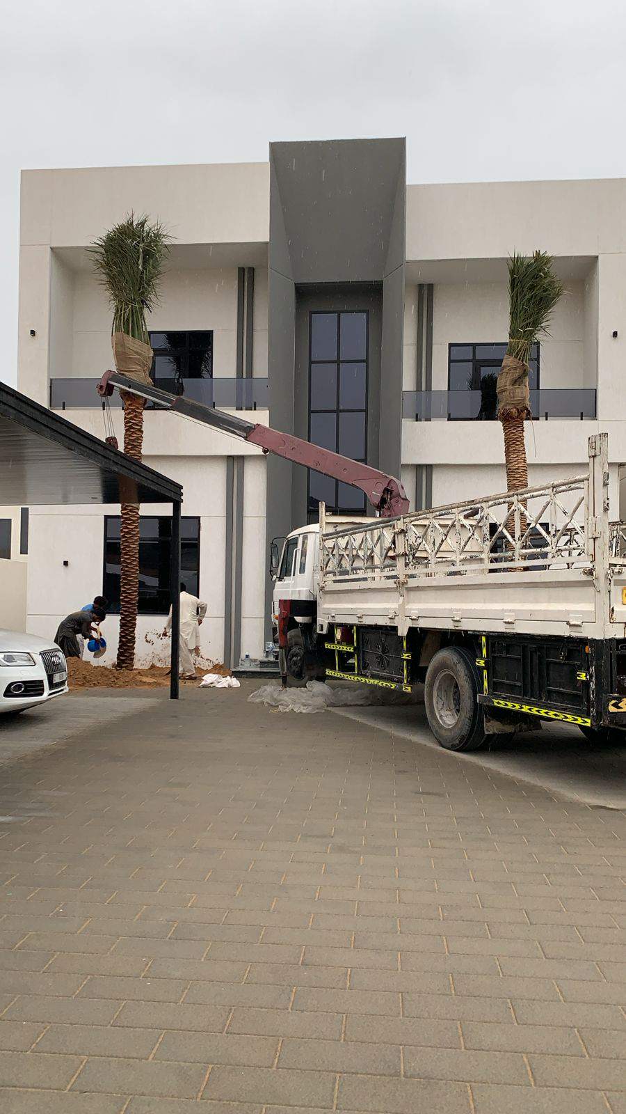 Potted date palm trees with wrapped trunks on delivery truck rack