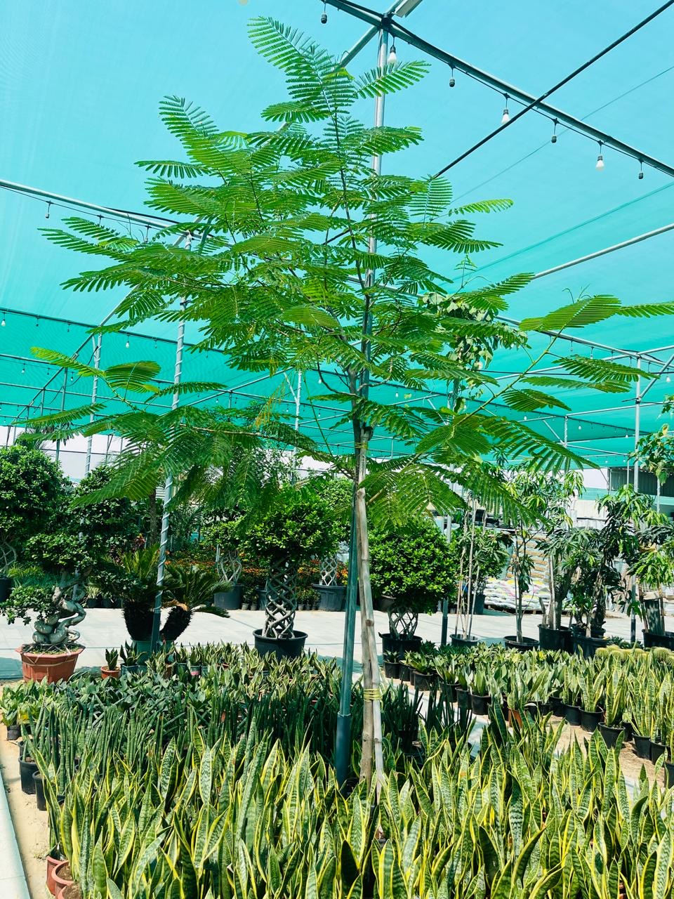 Delonix Regia / Royal poinciana / Flame Tree