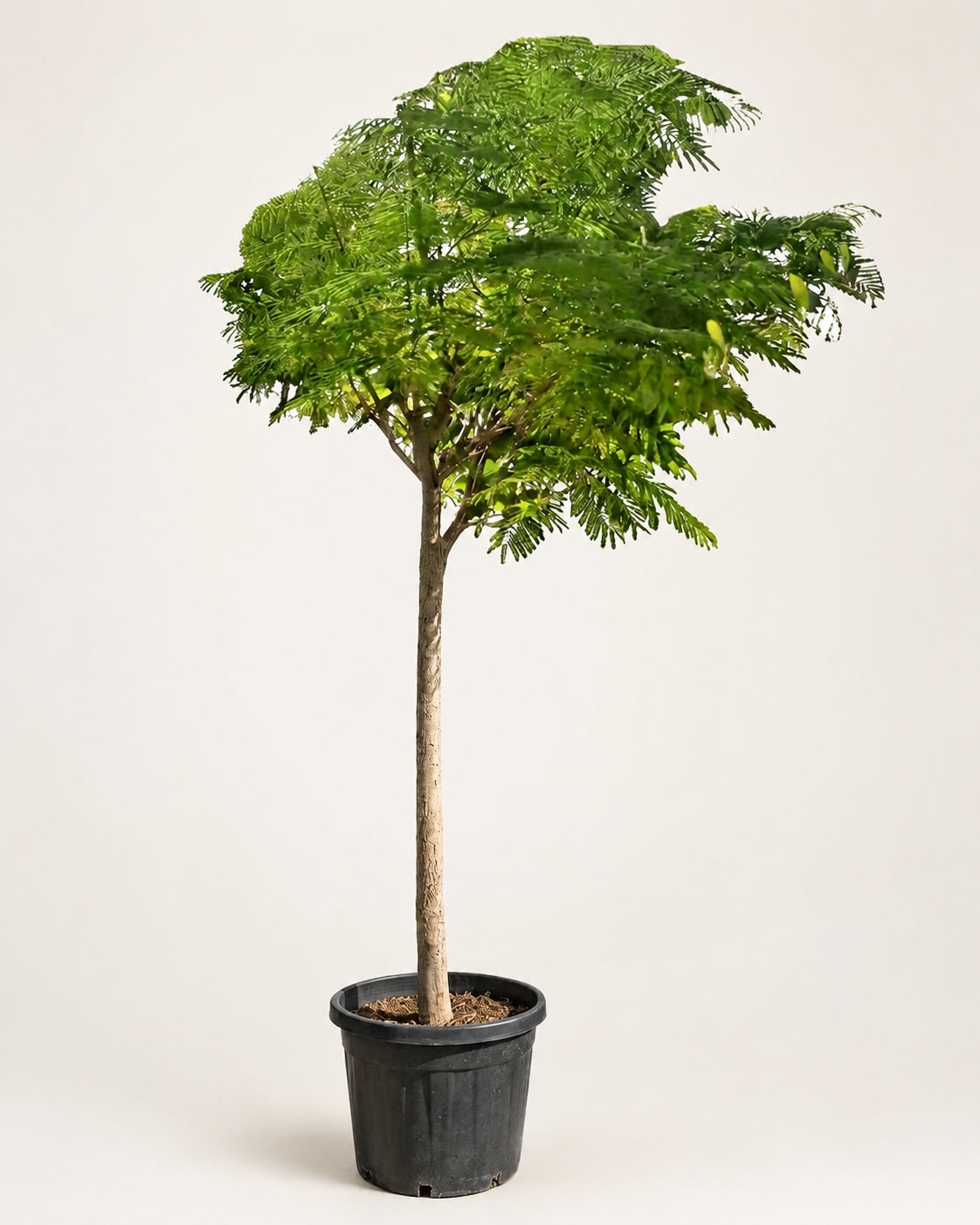 Royal poinciana tree in black nursery pot with green leafy canopy