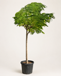 Royal Poinciana (Delonix regia) | 3.5–4.0 m