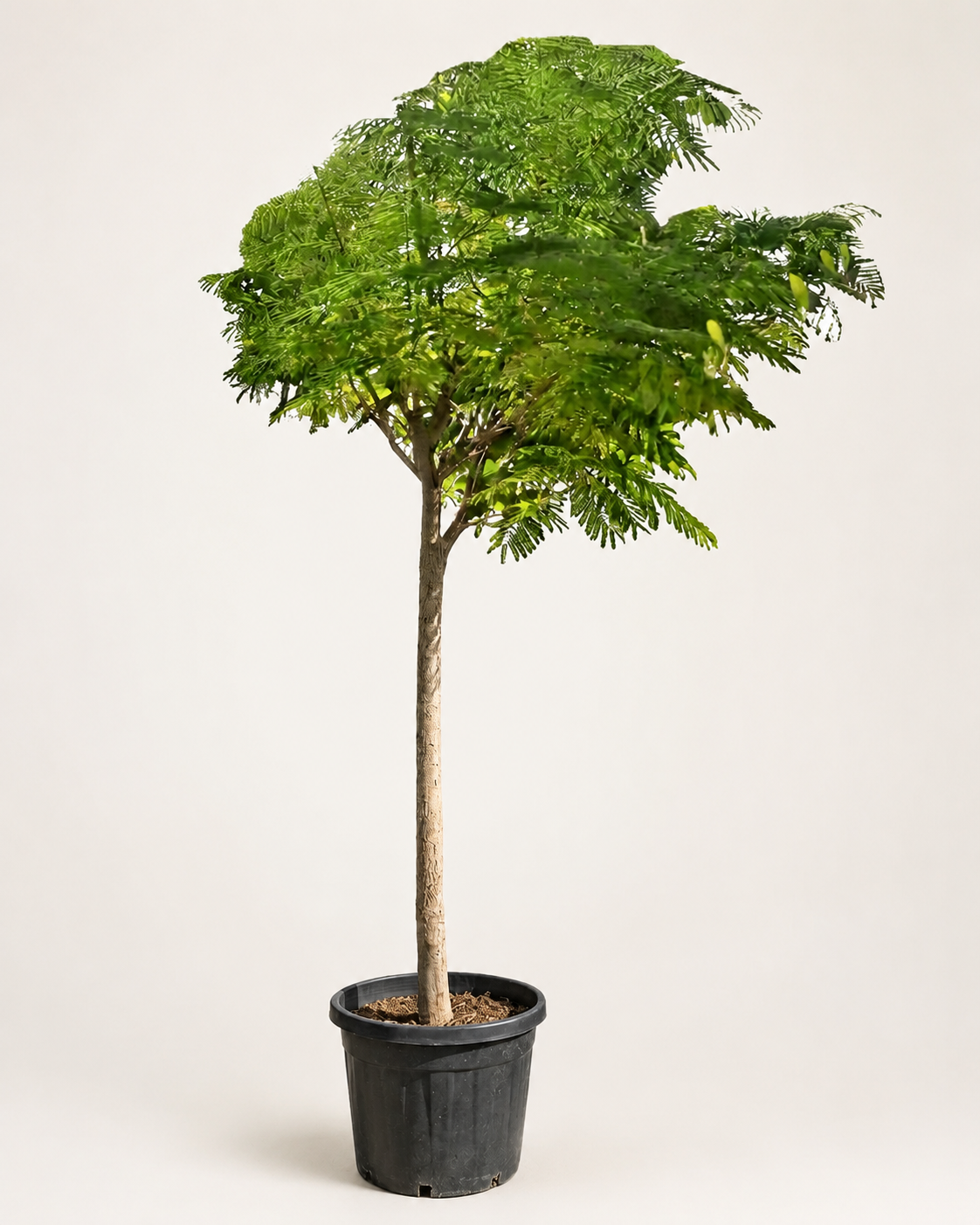 Royal Poinciana (Delonix regia) | 3.5–4.0 m