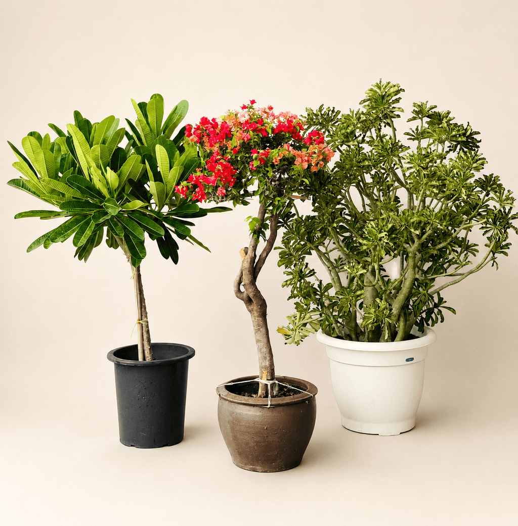 Potted plant bundle with green stems, red blossoms, and desert rose in three pots
