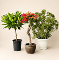 Potted plant bundle with green stems, red blossoms, and desert rose in three pots