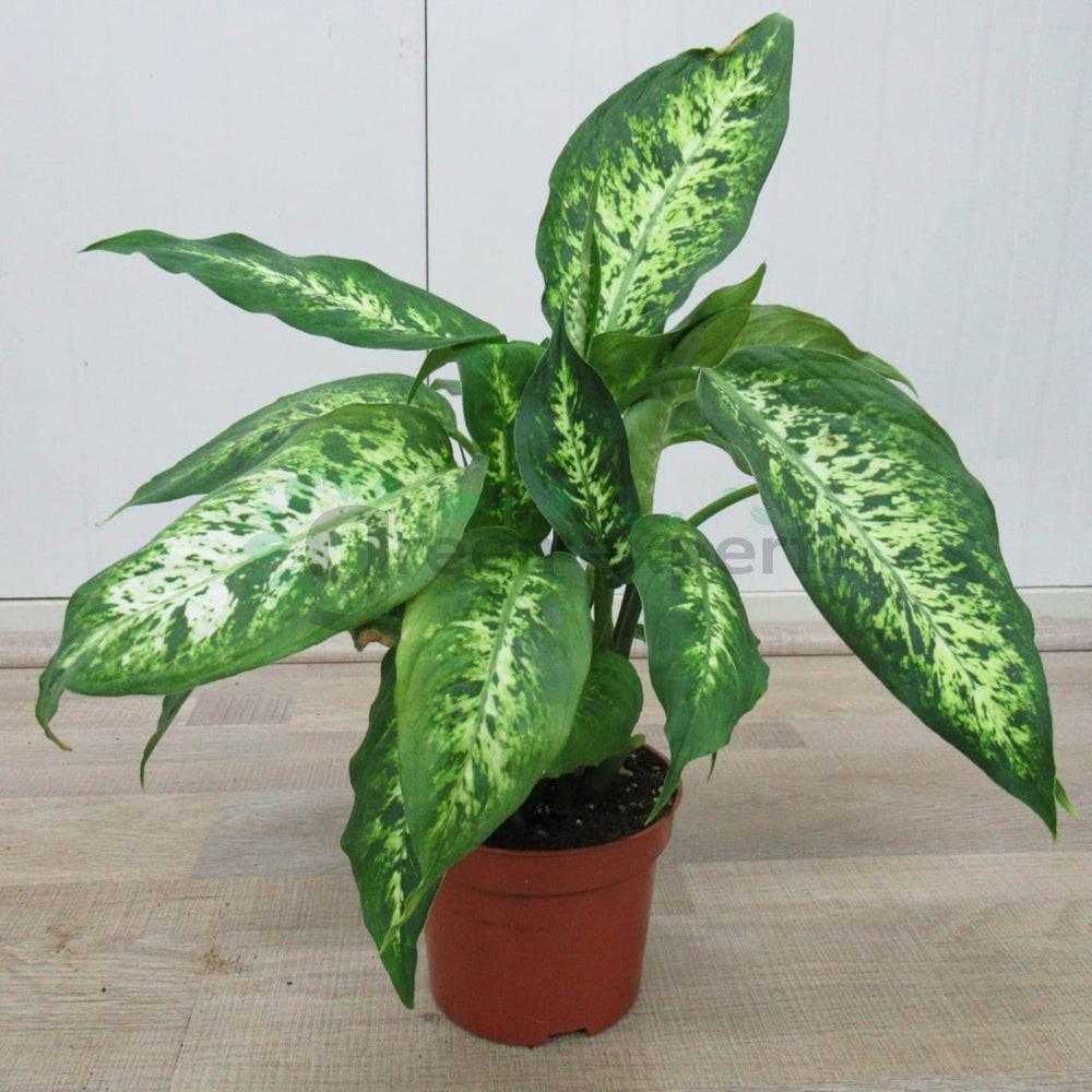 Dieffenbachia seguine plant in terracotta pot, long green leaves with creamy speckles