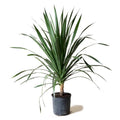 Dracaena Dragon Tree