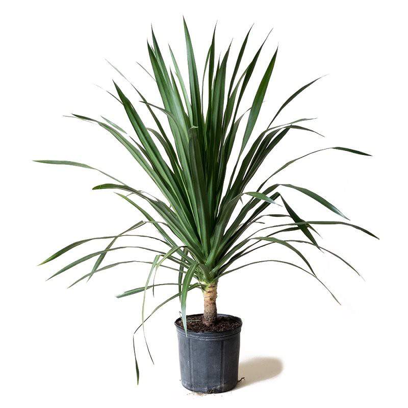 Dracaena dragon tree in dark nursery pot, spiky green leaves