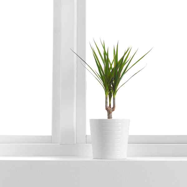 Small dracaena plant with spiky green leaves in a white ribbed pot