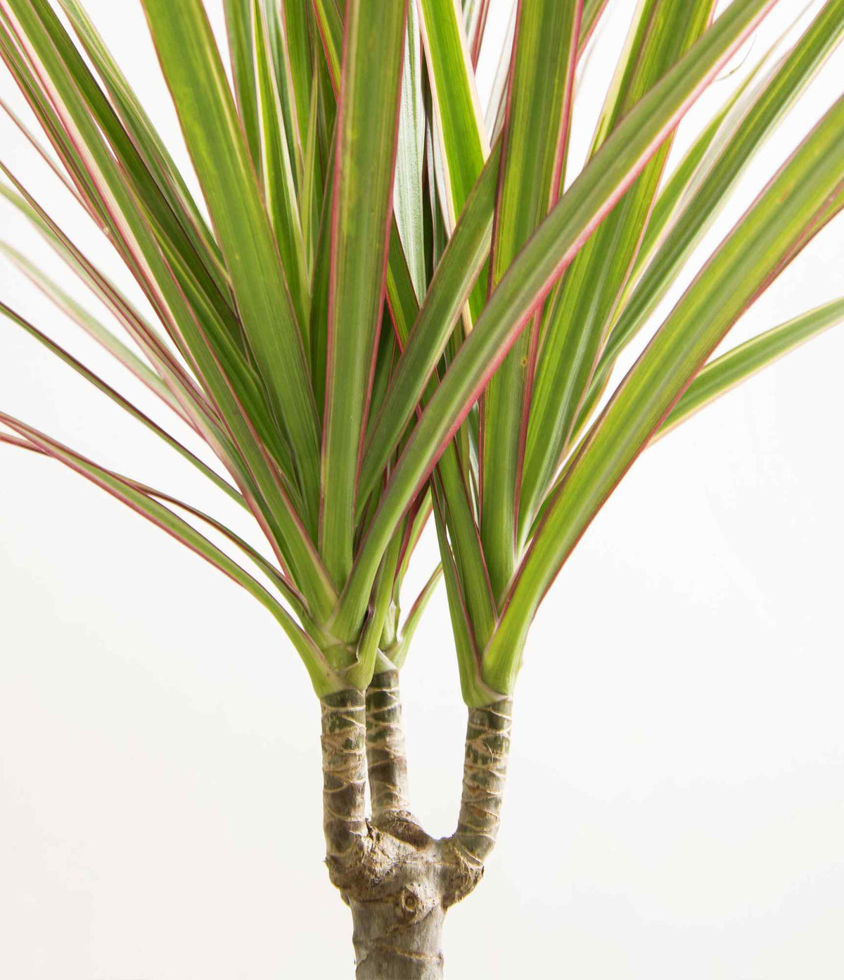 Dracaena Marginata cane stems with spiky green leaf tips and textured base