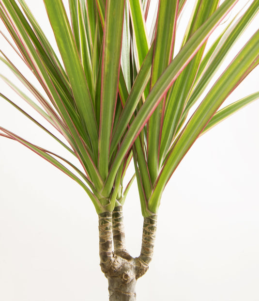 Dracaena Marginata