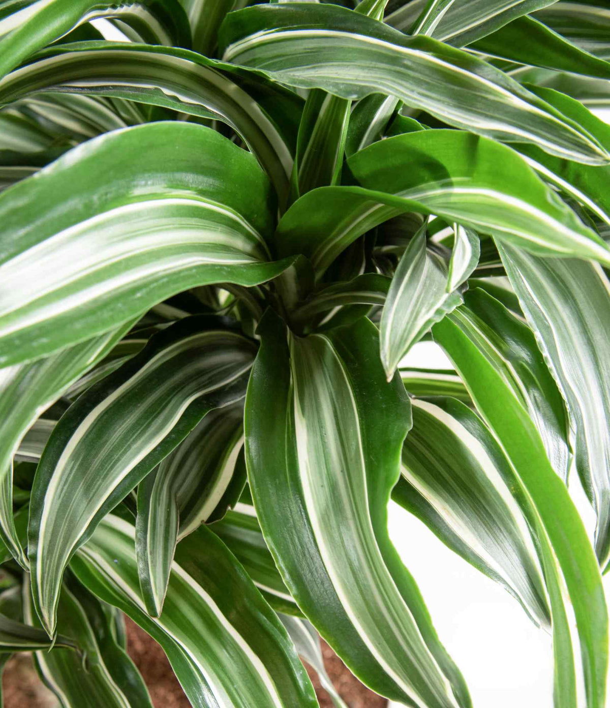 Dracaena Warneckii leaves with green and pale striped bands