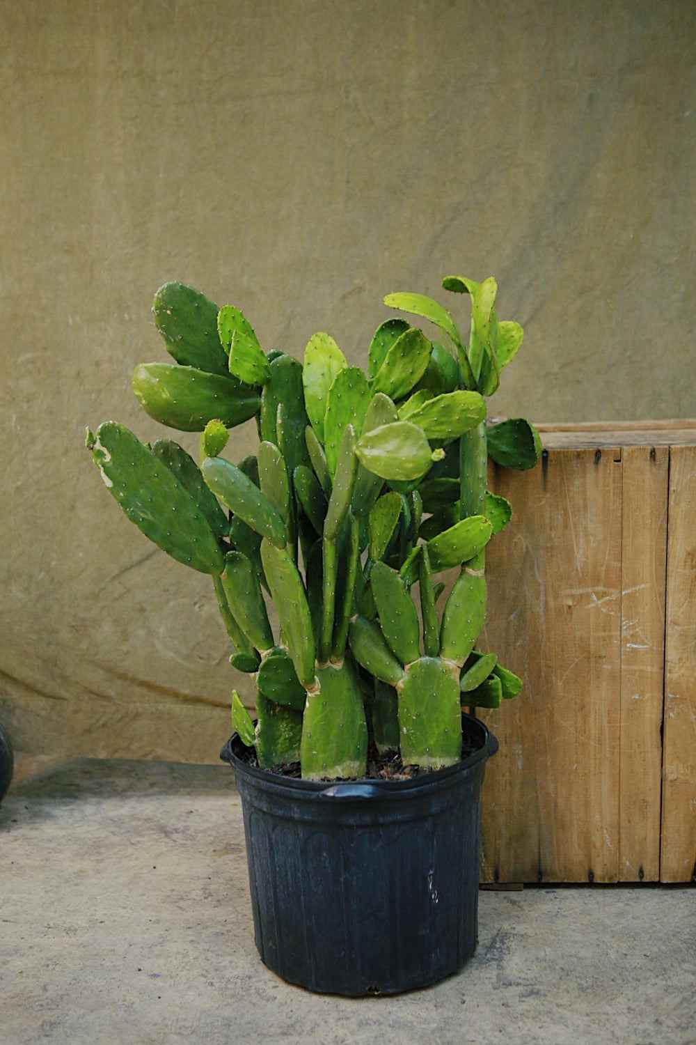 Cactus plant in dark nursery pot with upright paddle pads