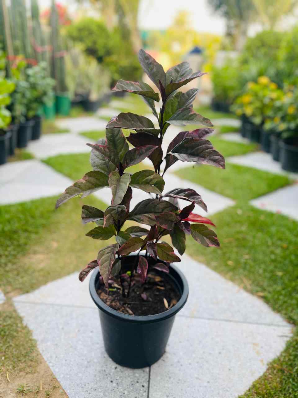 Potted eranthemum plant with dark red and green glossy leaves