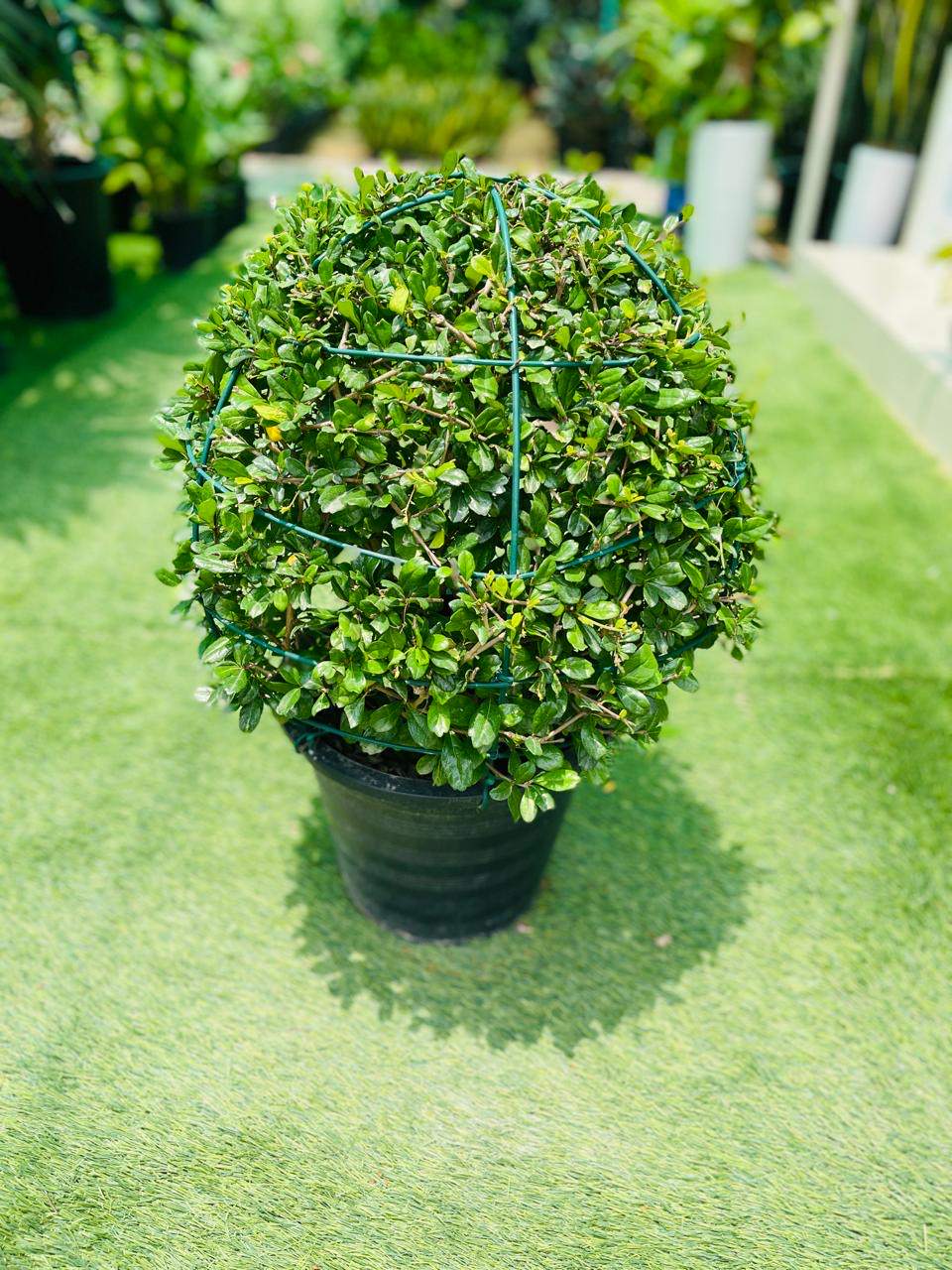 Ehretia ball topiary plant, dense green foliage in dark nursery pot