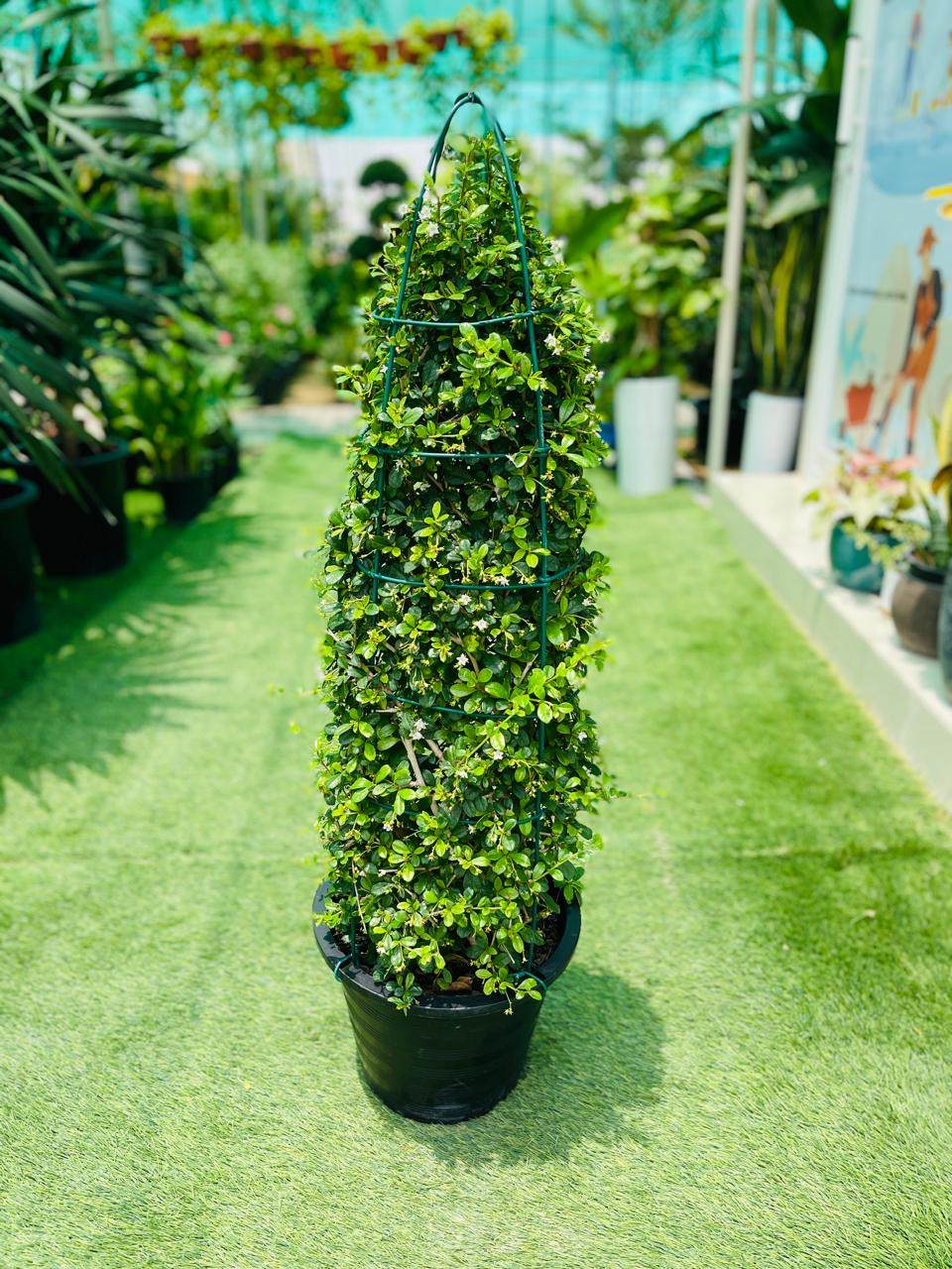 Ehretia cone plant, tall conical green foliage in black nursery pot