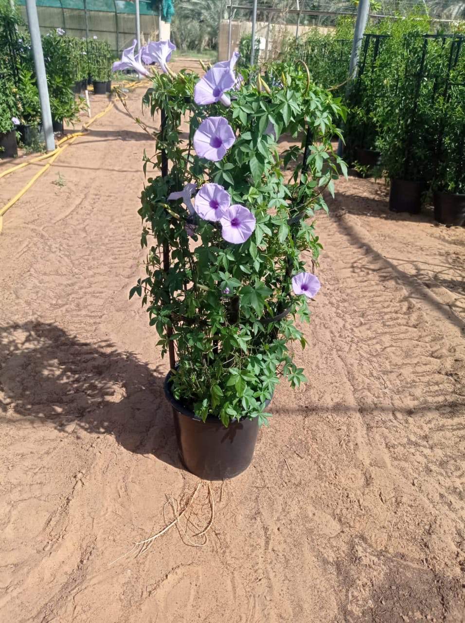 Ipomoea biloba plant in pot with purple trumpet flowers and green leaves