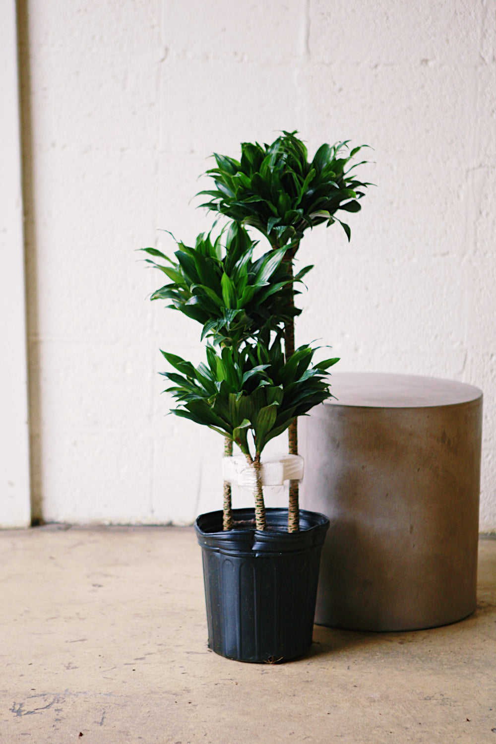 Compact dracaena plant in black nursery pot, tall clustered dark green leaves