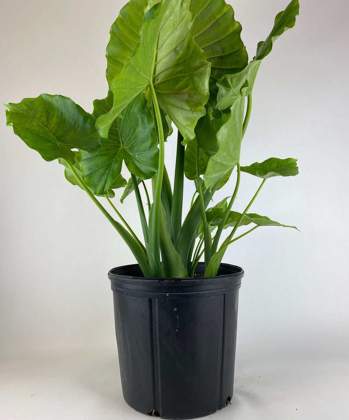 Alocasia plant with tall green stems and large leaves in black pot