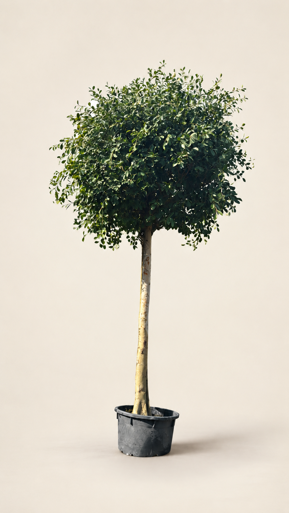 Ficus Nitida tree, 3.5 m tall, in black nursery pot with dense green leaves