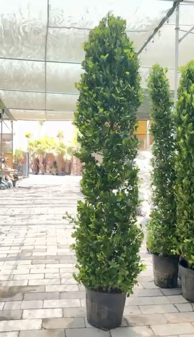 Ficus Panda potted tall conical topiary with dense green foliage