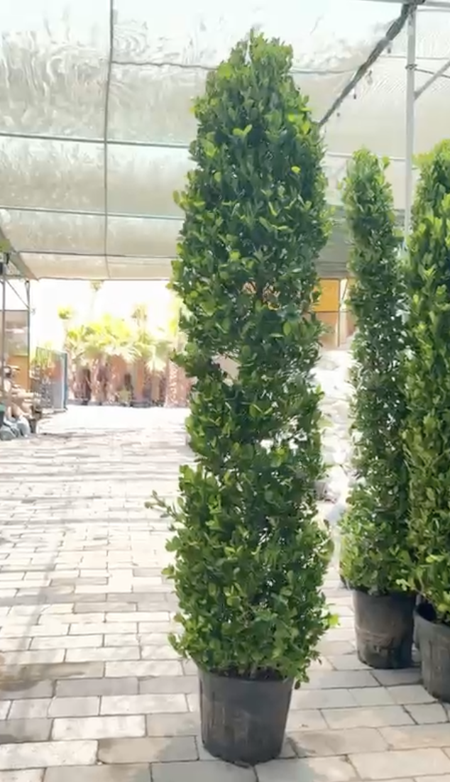 Ficus Panda