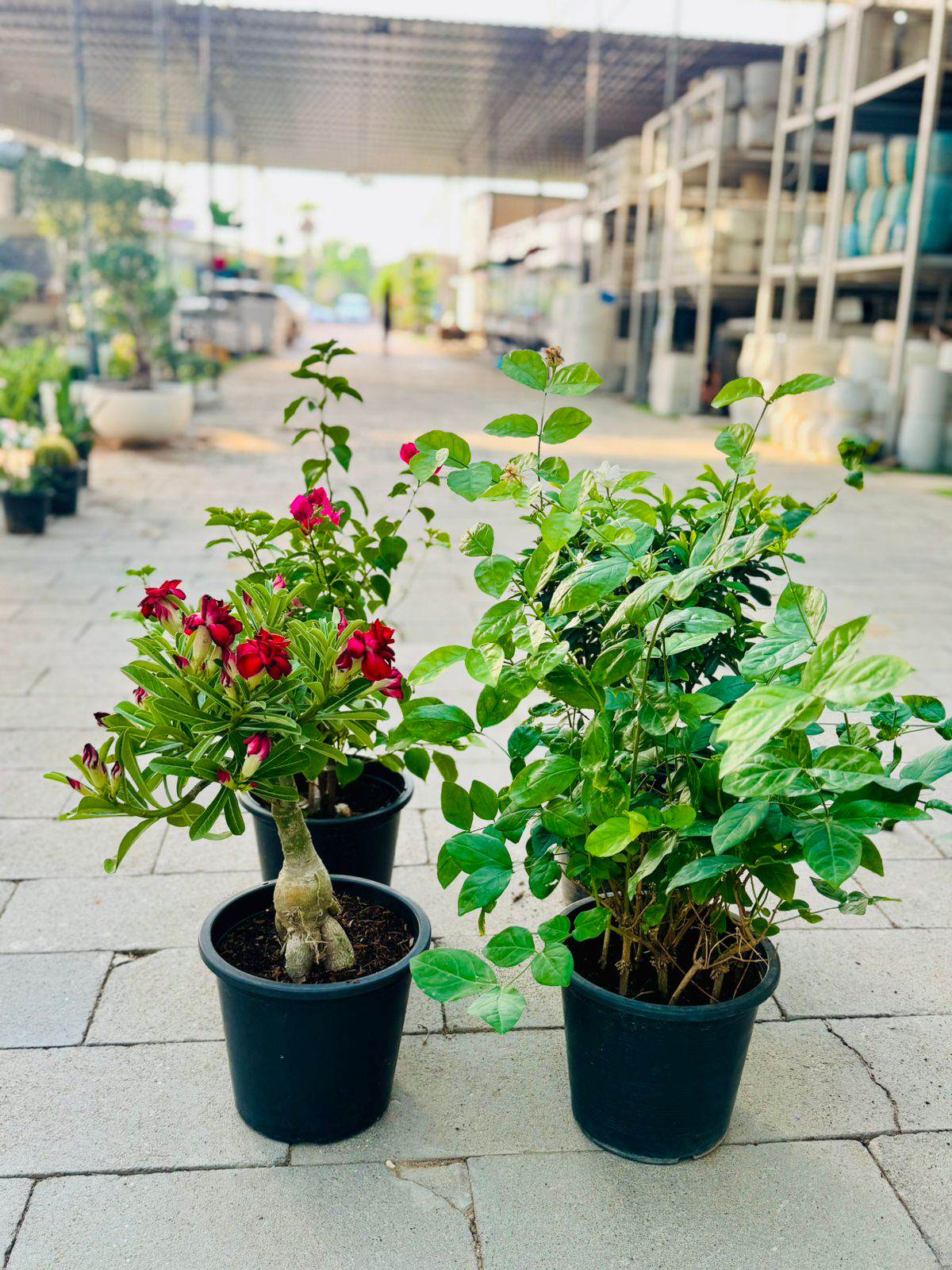 Flowering plant bundle in nursery pots, green foliage with pink and red blooms