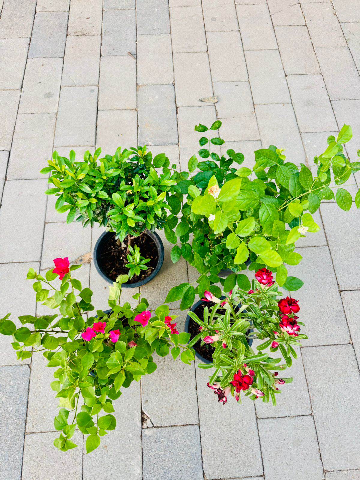 Flowering plant bundle in round pots, bright green leaves with pink and red flowers