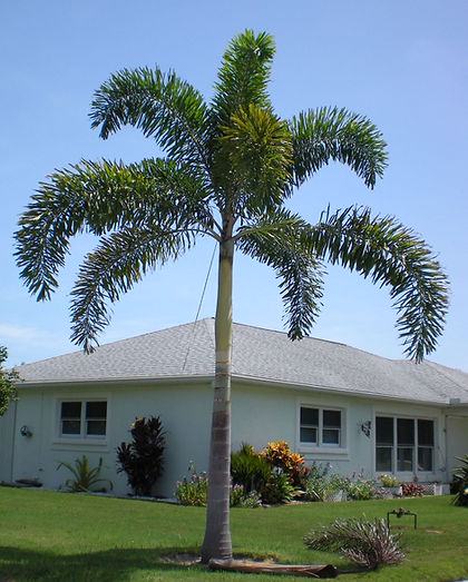 Foxtail palm tree with tall trunk and green, feathery fronds