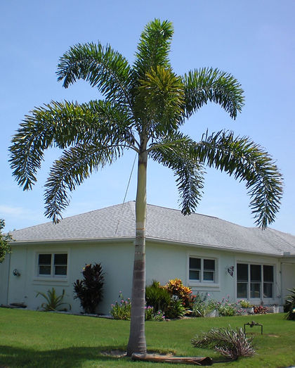 Foxtail Palm