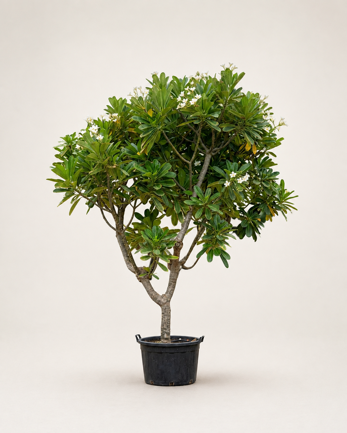 Frangipani (Plumeria) | 3.0–3.5 m
