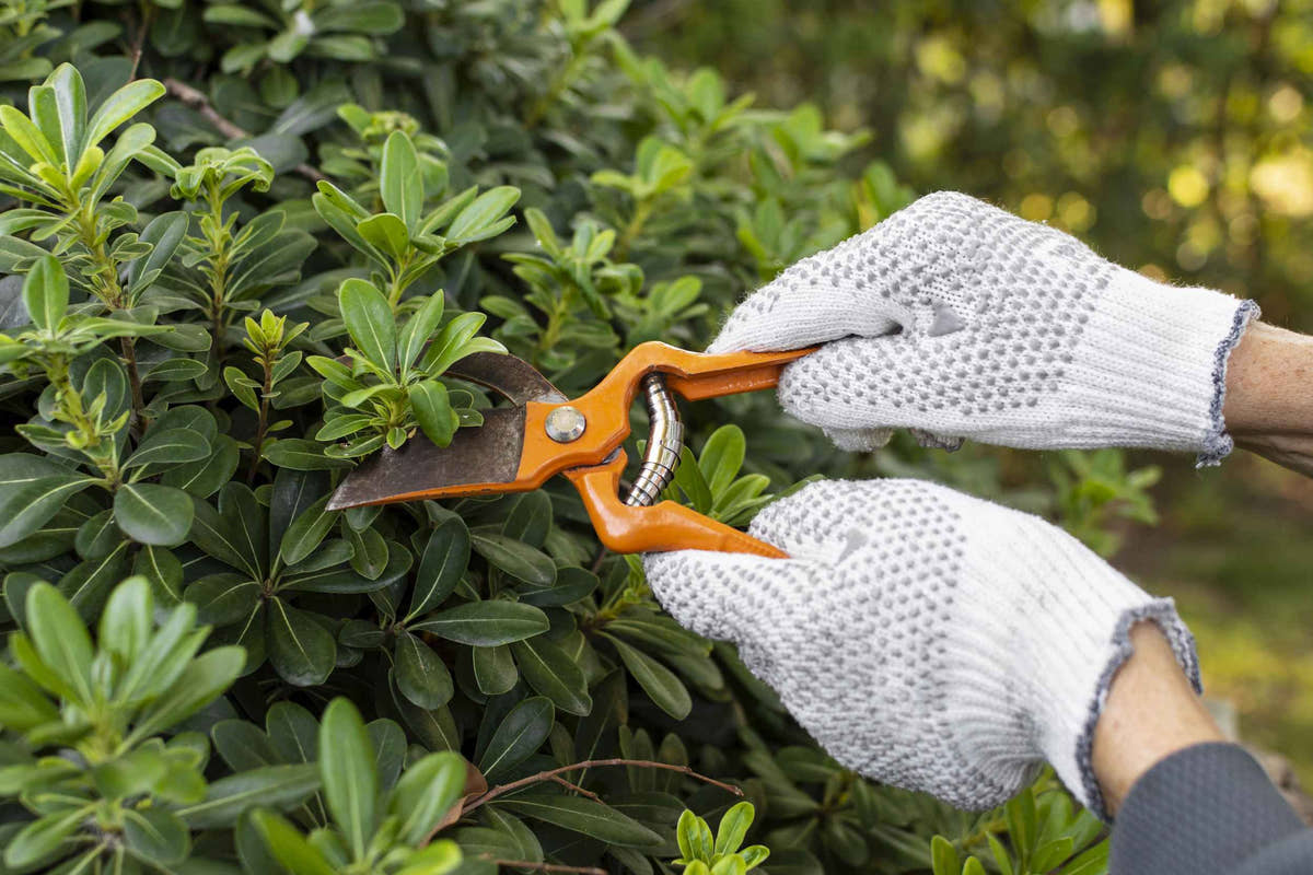 Garden Maintenance