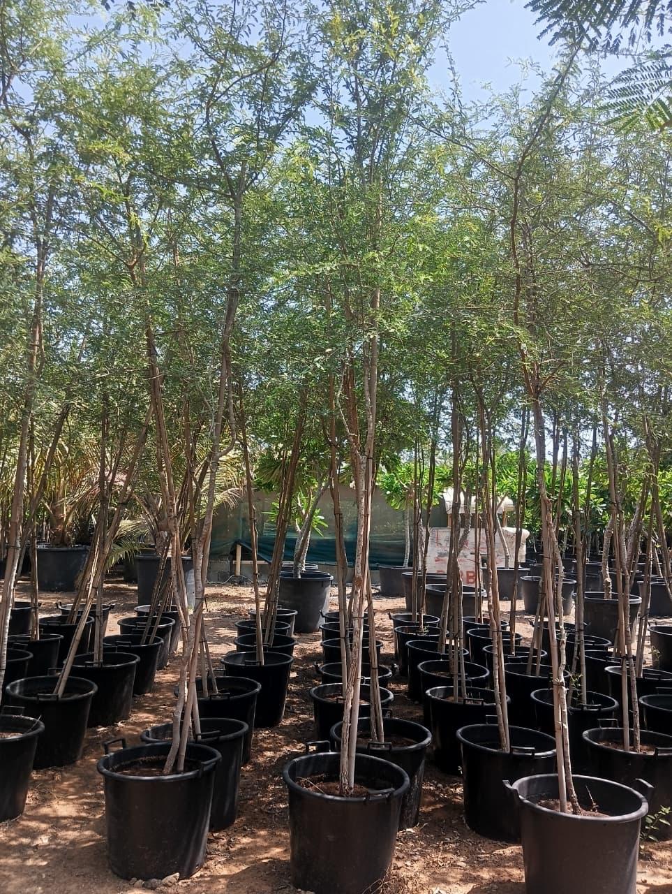 Ghaf Tree