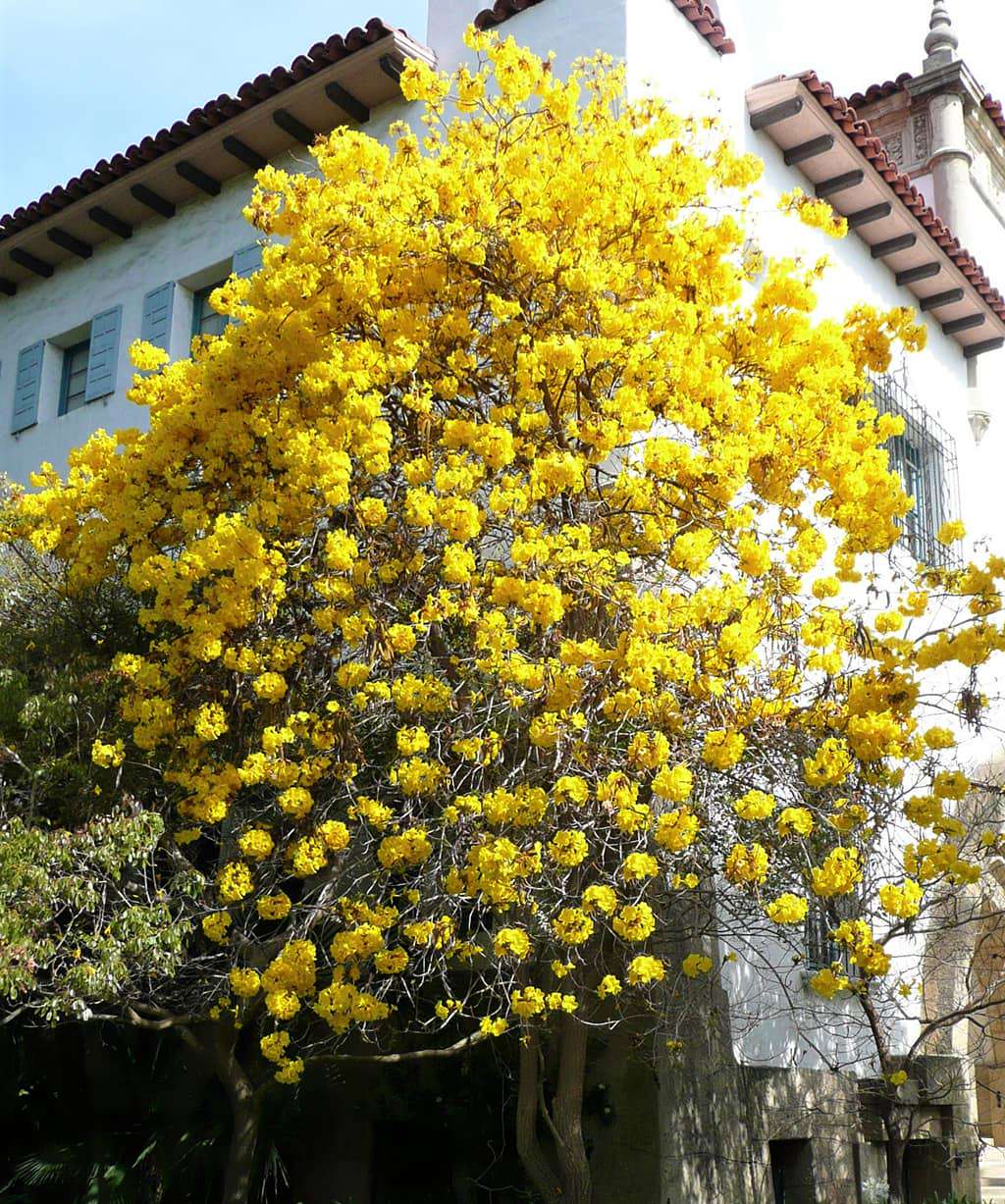 Golden trumpet tree with bright yellow flower clusters on a leafy crown