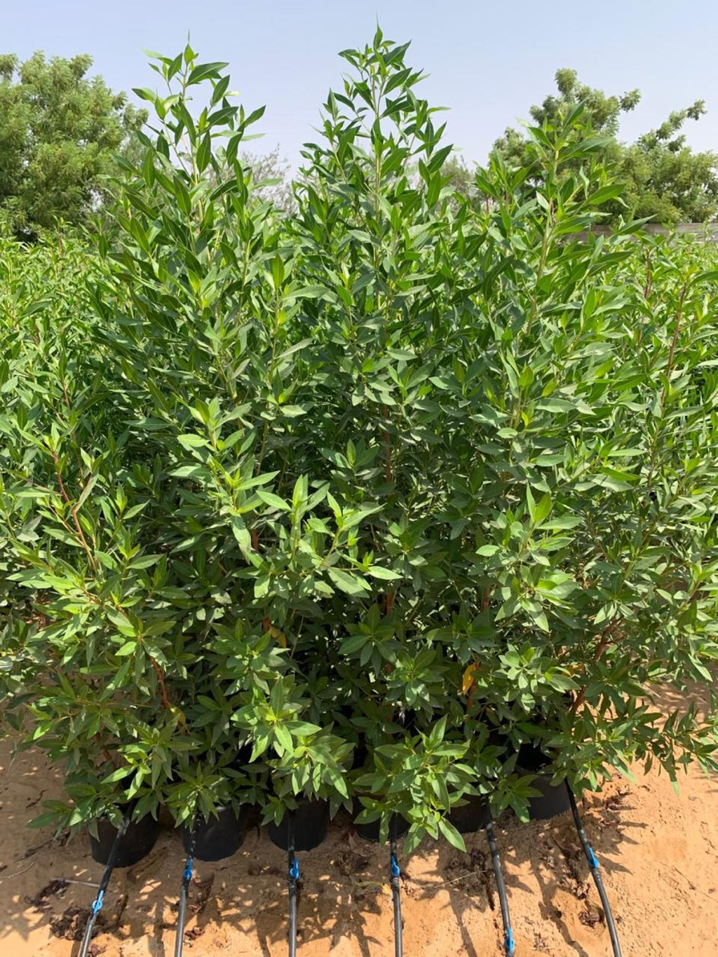 Green Conocarpus Damas plants in nursery pots, dense upright green foliage, Dubai nursery