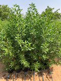 Green Conocarpus Damas plants in nursery pots, dense upright green foliage, Dubai nursery