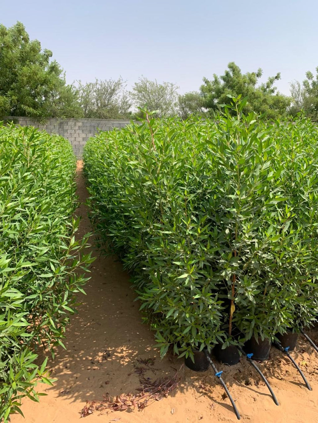 Rows of Green Conocarpus Damas hedging plants on drip irrigation at the MyPlants Warsan 3 nursery