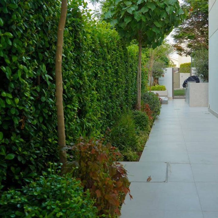 Modern garden with paved pathway, green hedges, and trees.