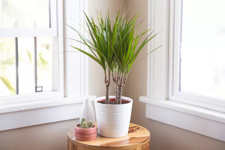 Small dracaena plant with spiky green leaves in a white pot on a wooden stand