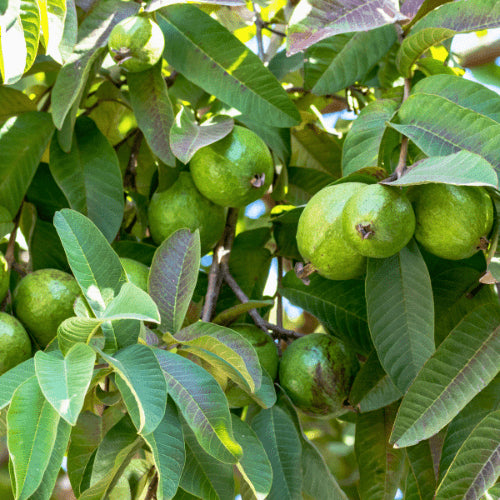 Guava fruits and broad green leaves on the tree