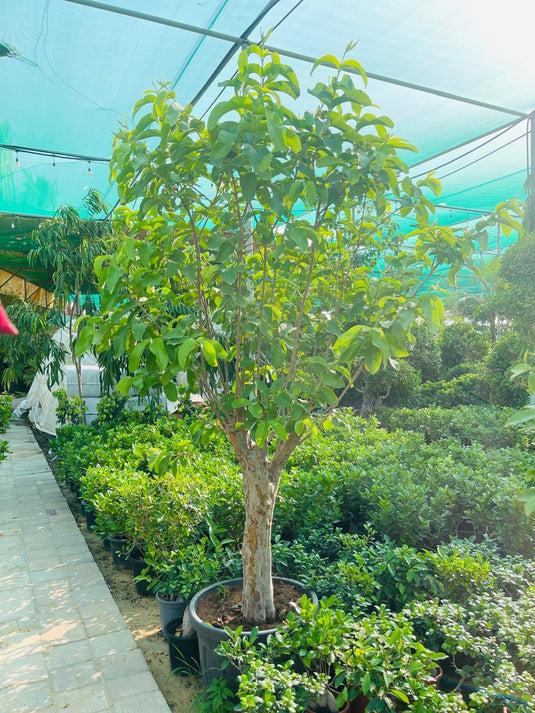 Guava Tree / Guava Fruit