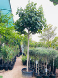 Hibiscus Plant / Tree