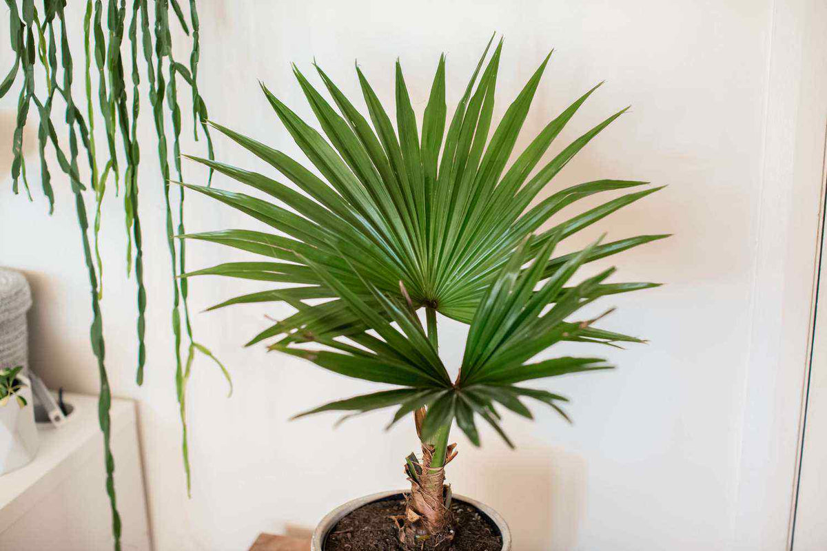 Chinese fan palm in round pot with fan-shaped green fronds