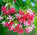 Rangoon Creeper