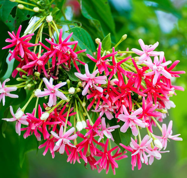 Rangoon creeper with pink star-like flower clusters and green leaves