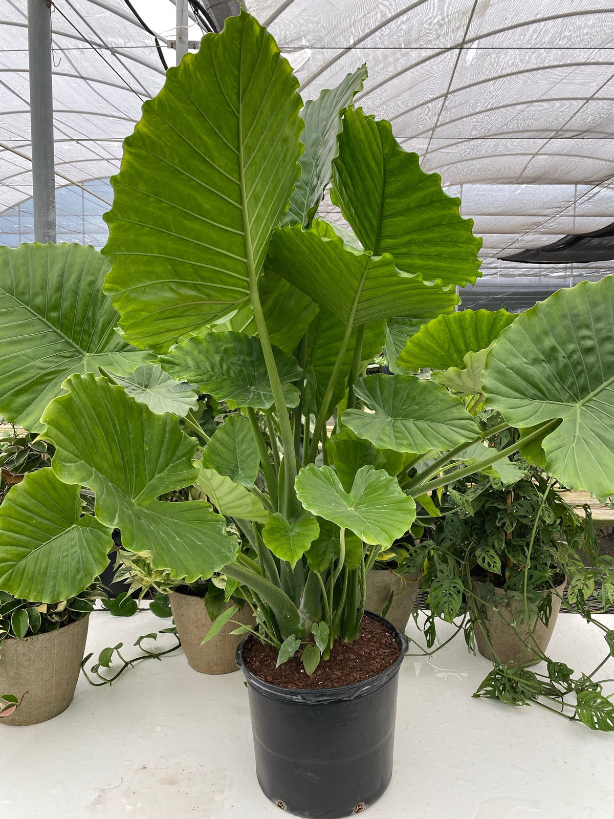 Alocasia plant with broad green leaves in black pot